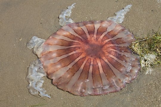 Dead jellyfish on the beach, Paracas, Peru