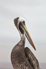   Brown Pelican, Pelecanus occidentalis,  Paracas - Peru