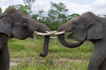 Two Asian elephants playing with each other. Indonesia. Sumatra. Way Kambas National Park.  An excellent illustration.