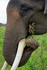 Portrait of an Asian elephant. Indonesia. Sumatra. Way Kambas National Park. An excellent illustration.