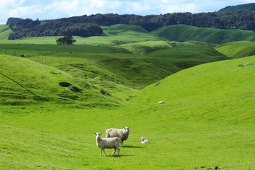 Cercles muraux Nouvelle-Zélande Moutons au pâturage