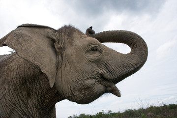 Portrait of an Asian elephant. Indonesia. Sumatra. Way Kambas National Park. An excellent illustration.