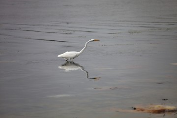 Snowy Egret, Egretta thula, on fishing,Paracas, Peru