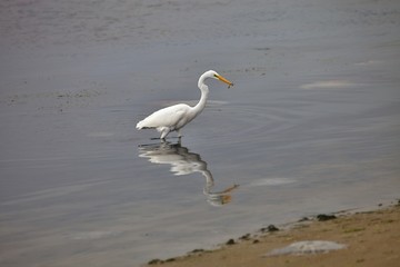 Fototapeta na wymiar Snowy Egret, Egretta thula, on fishing,Paracas, Peru