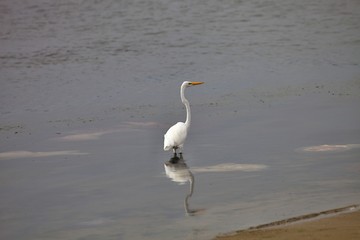 Snowy Egret, Egretta thula, on fishing,Paracas, Peru