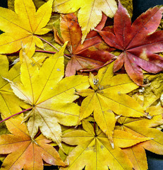 Japanese Maple Acer palmatum