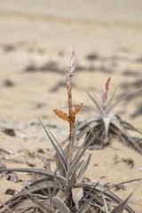 bromelie in extreme drought conditions in the sand, Caral, Peru