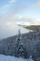 winter background with snowy fir trees