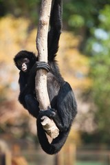Peruvian spider monkey, Ateles chamek, sitting in a tree