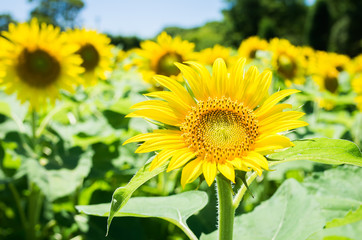 Fototapeta premium sunflowers 「向日葵・ひまわり」