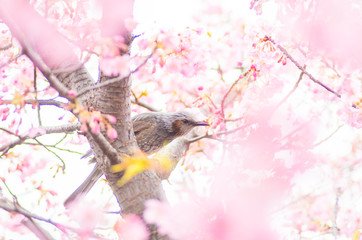 japanese cherry blossoms SAKURA