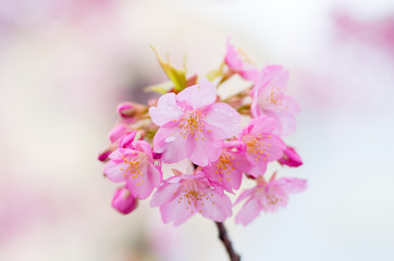 Fototapeta na wymiar japanese cherry blossoms SAKURA