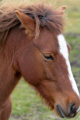 Obraz premium Dartmoor pony in field in the Dartmoor National Park, Devon, England
