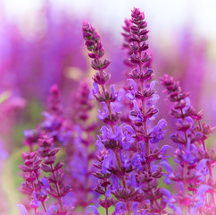 Fototapeta premium Lavender