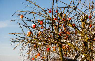 winterlicher Baum mit roten Äpfeln