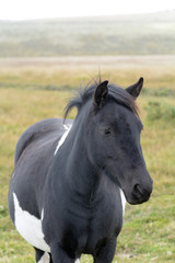 Obraz premium Dartmoor pony in field in the Dartmoor National Park, Devon, England
