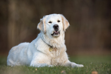 Dog outdoors in nature