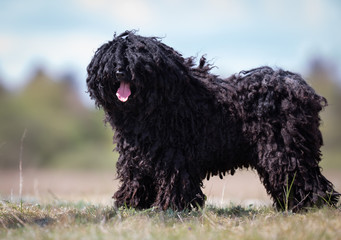 Puli dog outdoors in nature