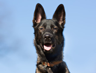 Dog outdoors in nature