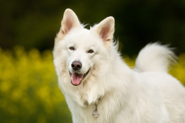 Happy and smiling Samoyed dog