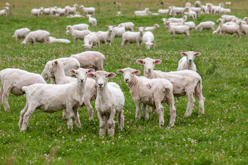 Obraz premium Never sheepless in New Zealand