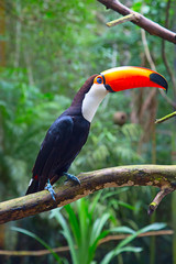 Colorful tucan