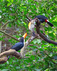 Colorful tucan
