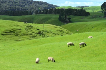 Poster New Zealand Grazing sheep