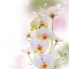 Orchid.Flowers on abstract blur spring nature background