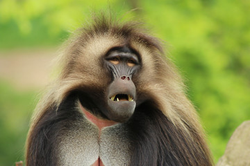 Monkey in forest portrait funny looking