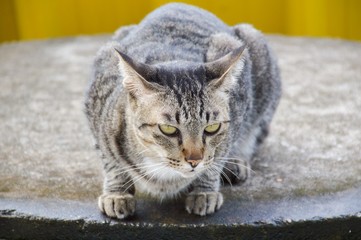 tabby cat on cement floor
