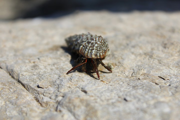 Little lobster in the shell on the stone near the sea at Croatia