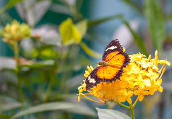 Beautiful Butterfly in a Butterfly Farm