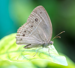 Beautiful Butterfly in a Butterfly Farm