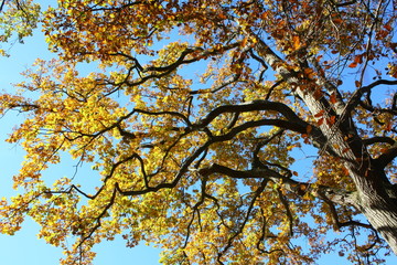 branche de chêne aux couleurs automnales