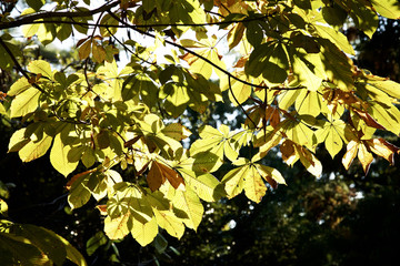 Autumn magnolia leaves  