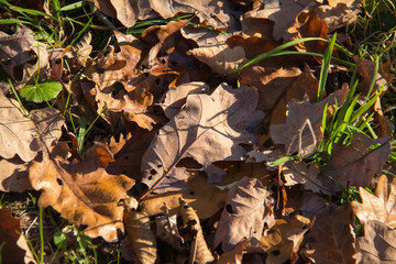 Autumn leaves