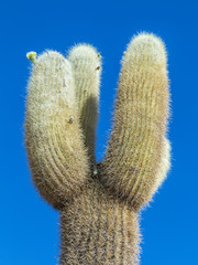  Huge Trichoreus cactus standing on Isla Incahuasi at salt plain