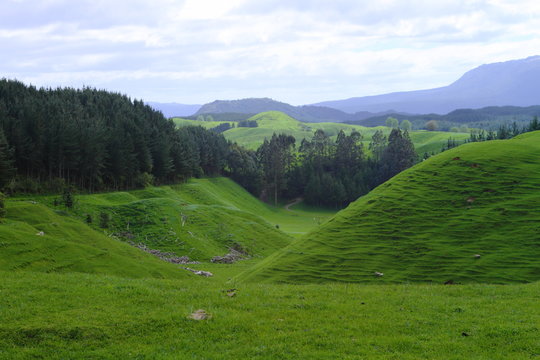 Green pastures