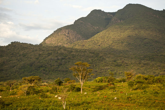 Africa, south Ethiopia, African landscape in the Ethiopian Mago park area