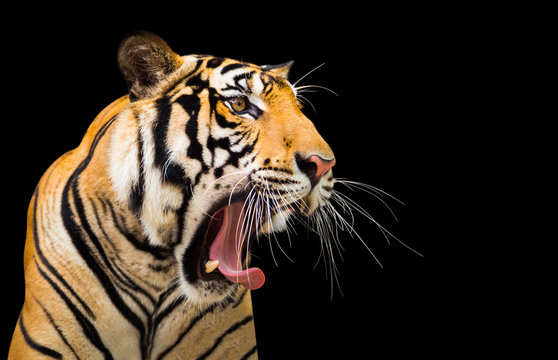 Siberian Tiger Roaring isolate on black background with clipping