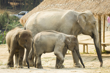 Naklejka premium Asian mother elephant staying with her baby in Elephant park, Chiang Mai, Thailand