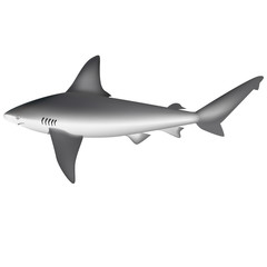 shark