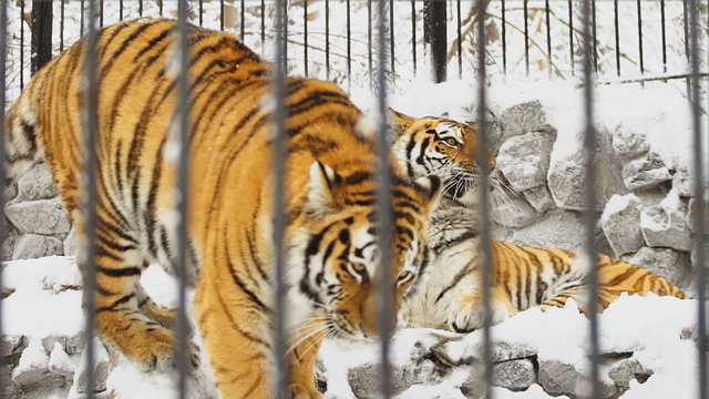 Two young amur tigers playing on a stones in zoo in the winter, Novosibirsk, Russia

