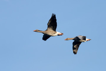 Greylag Goose, goose, anser anser