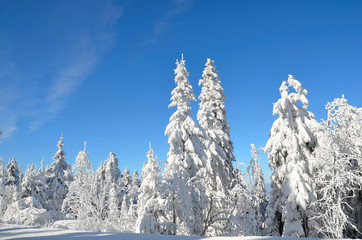 Winter Panorama Landschaft Wald 