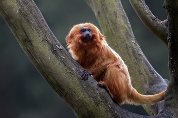 Fototapeta premium Golden Lion Tamarin