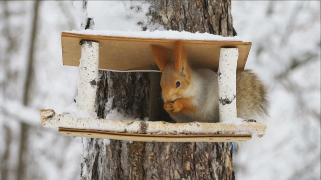 The squirrel eats at the bird feeder in the winter forest
