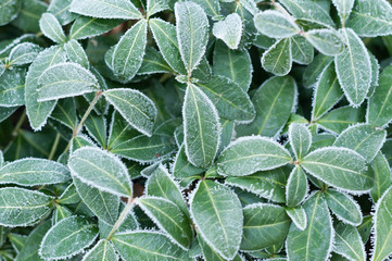 green leaves in hoarfrost