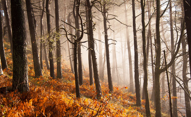 Lichtdurchfluteter Nebelwald im Spätherbst